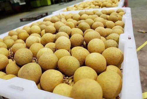 VIET FRUIT longan
