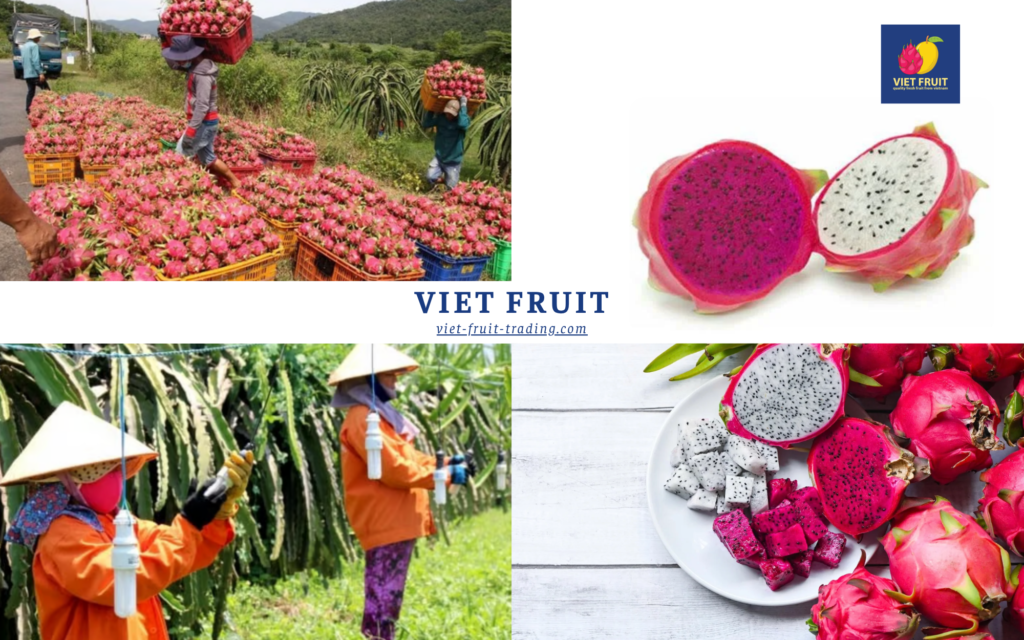 Vietnam dragon fruit harvest and red white flesh varieties pricing