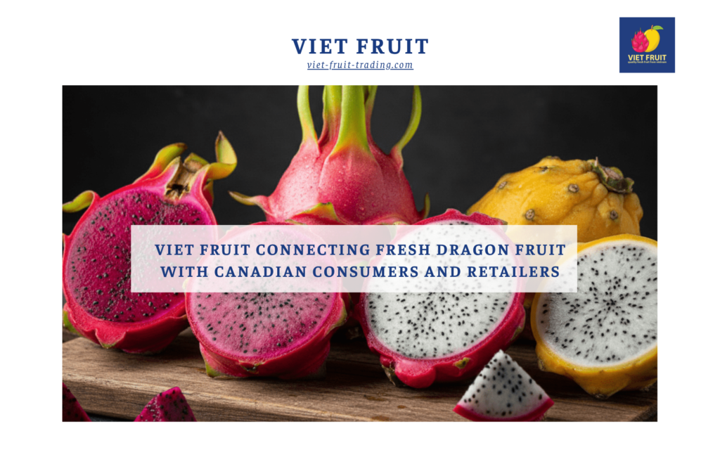 Viet Fruit fresh dragon fruit export supply for Canadian consumers and retailers