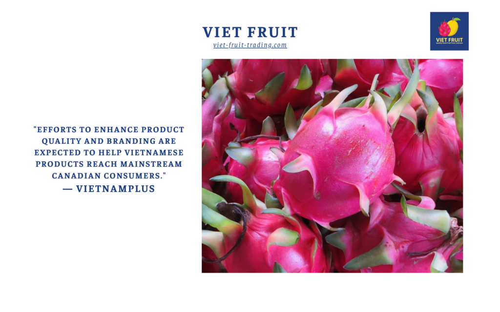 Grade A fresh dragon fruit bulk export from Binh Thuan Vietnam by Viet Fruit