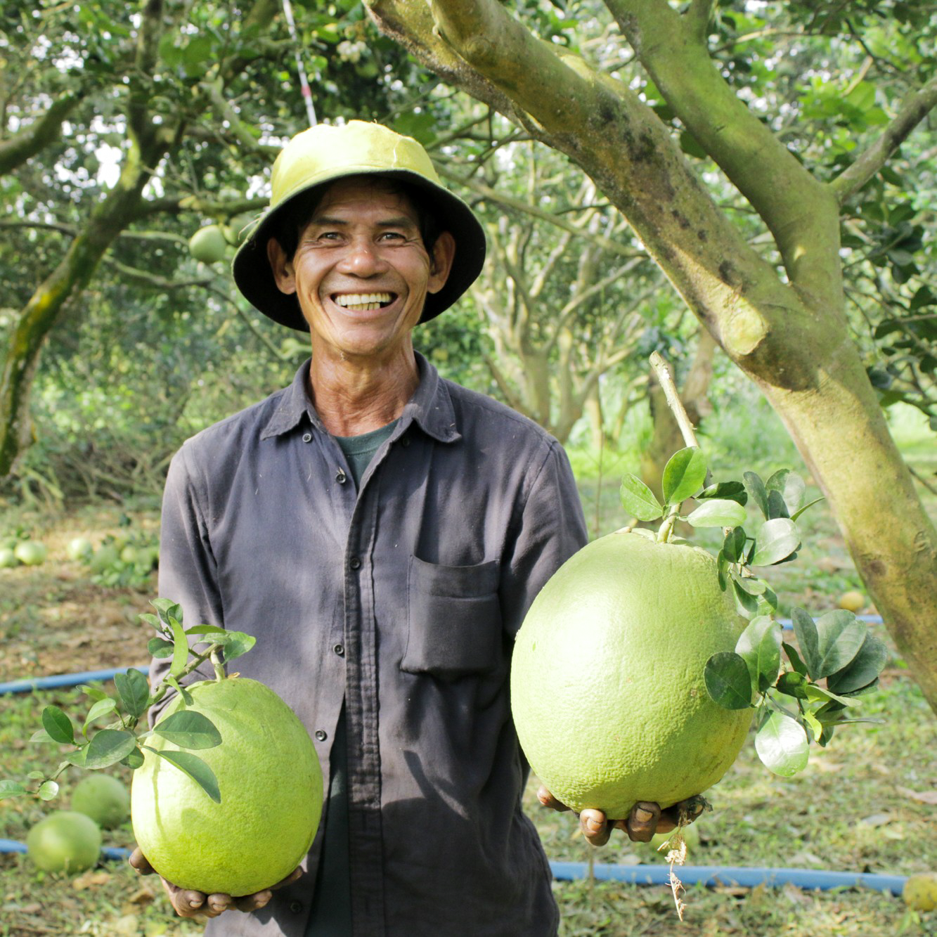 Viet Fruit Farmer with Pomelo
