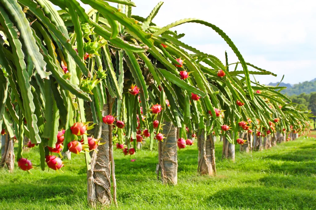 VIET FRUIT white dragon fruit orchard