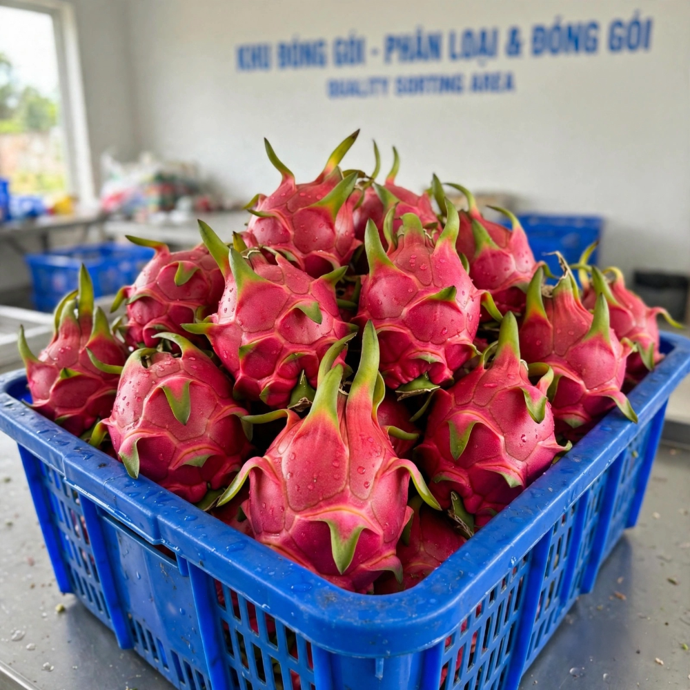 dragon fruit ready to sort and check