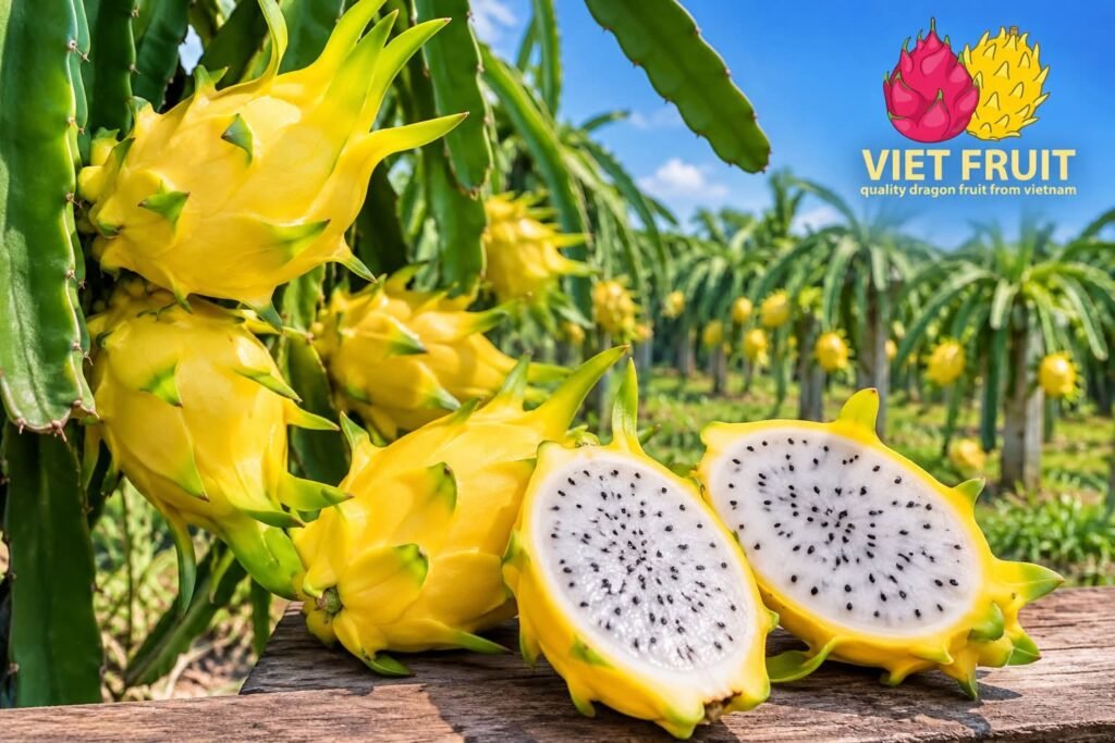 Yellow dragon fruit