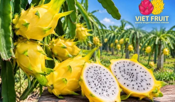 Yellow dragon fruit