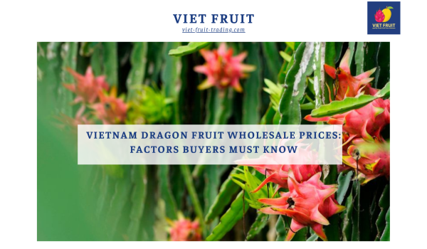 Vietnam Dragon Fruit Wholesale Prices: Factors Buyers Must Know