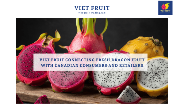 Viet Fruit fresh dragon fruit export supply for Canadian consumers and retailers