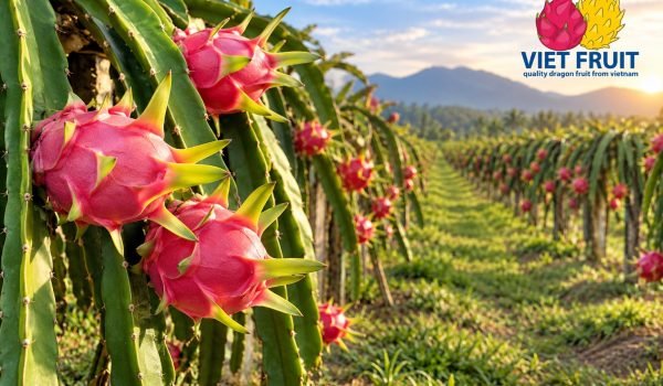 best dragon fruit
