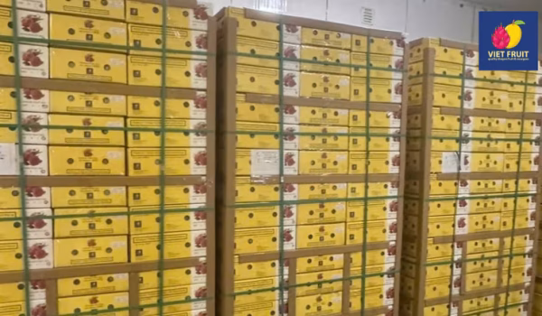 Dragon Fruit storage at Viet Fruit Factory